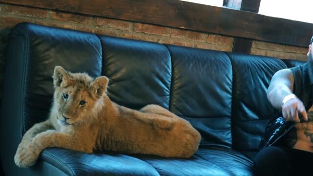 Dani Mocanu 🦁 Greva foamei 🌹Official Video