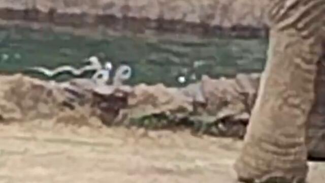 Man Saves Drowning Antelope After Alerted by Elephant in Guatemala Zoo