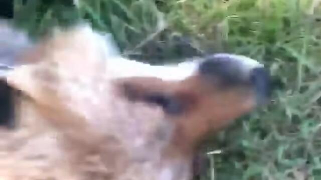 Cute fox showing his home