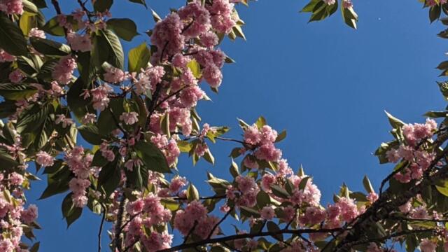 Chloe May- Valerie (Amy Winehouse Cover)