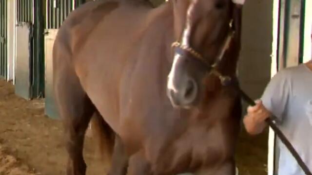 Secret Oath arrives in Baltimore for Preakness