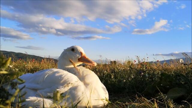 Duck's Spring, Day 42. Summer feels just around the corner!