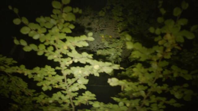 Feather Mountain - Sincere [MUSIC VIDEO]