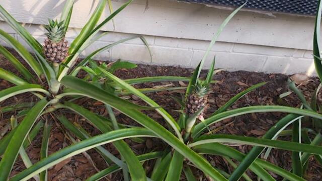 Фото, которые тебя удивят (75 часть)