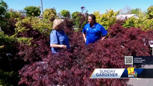 Sunday Gardener: Tips for choosing and planting trees