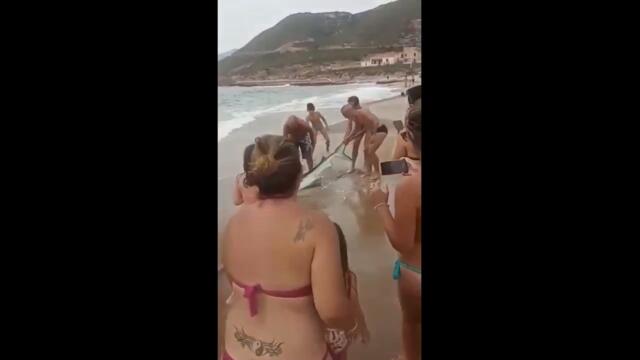 Cagliari, squalo tirato fuori dal mare per i selfie