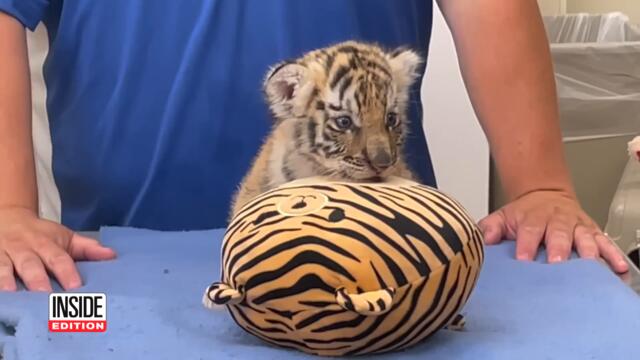 Critically Endangered Siberian Tiger Cubs Born
