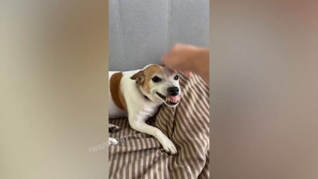 СМЕШНЫЕ КОШКИ 2022 И ДРУГИЕ ЖИВОТНЫЕ/ 10 МИНУТ СМЕХА/СМЕШНЫЕ ЖИВОТНЫЕ 2022/ЛУЧШИЕ ПРИКОЛЫ С КОТАМИ