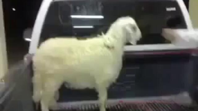 Това агне наистина Ще Ви Разсмее !!!