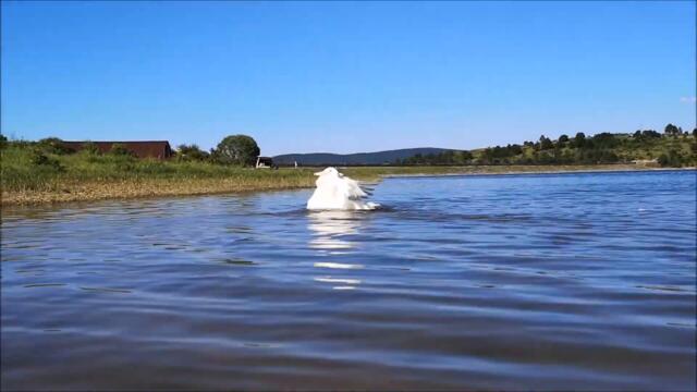 Duck is Swimming with his Dad!