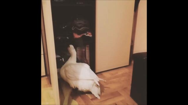 Duck is picking up a Dress!! #Shorts