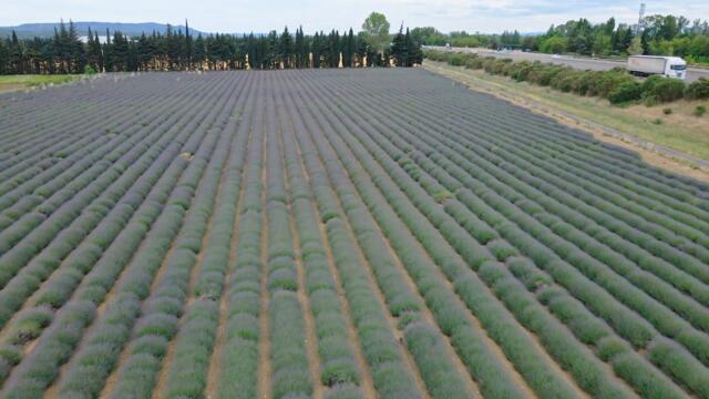 Лавандовые поля Прованса / видео 4K