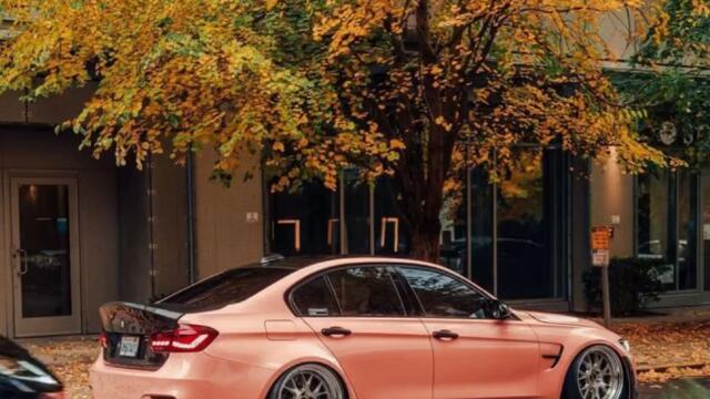 Plevenskiq kuchek + Mix kucheci