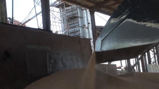 Производители в Добруджа: Слънчогледът вече прегаря, добив няма да има, цена - също