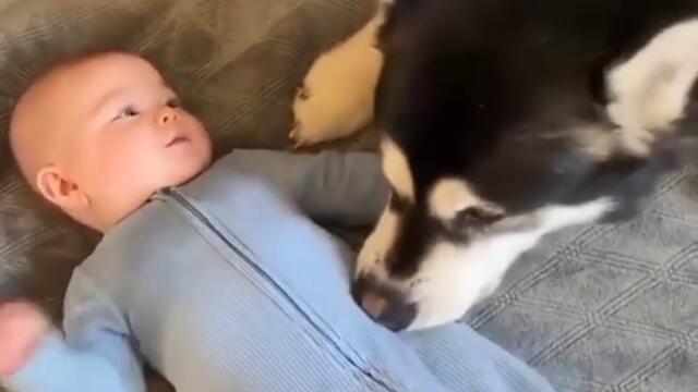 Dog tickles baby