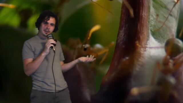 The Weaver Ant Is The Spawn of Satan...