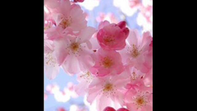 ПИЯ РОЗОВА ТЪГА