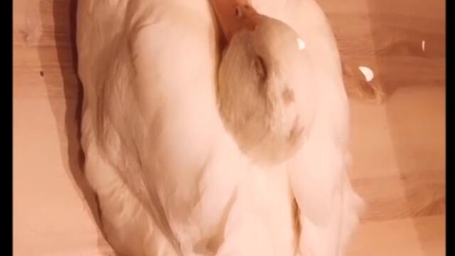 Super Cute Duck is Falling Asleep! #Shorts