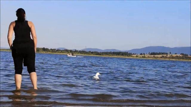 Duck is Swimming with his Mom!