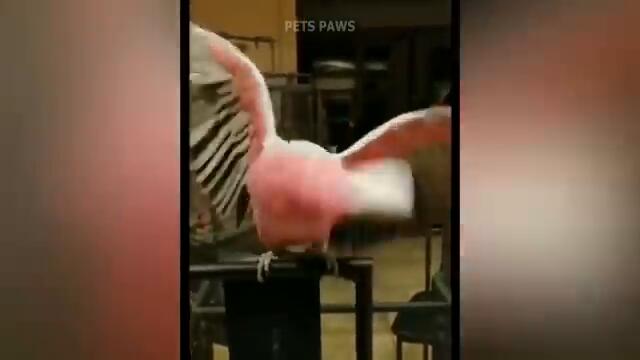 Smart And Funny Parrots   Parrot Talking Videos Compilation P1 Super Dogs