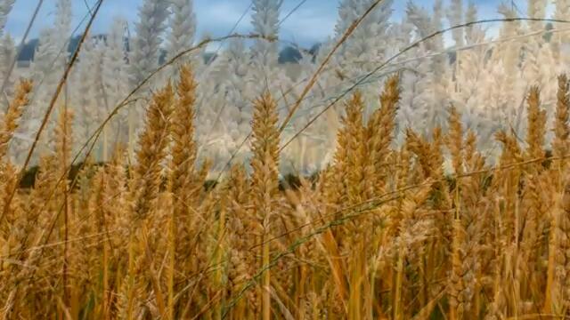 AUTUMN COMES    by the limoes amigos