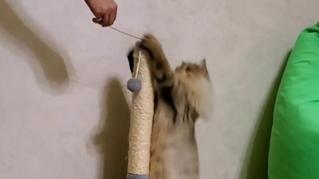 Котяче тренування серія 1 | Cat's workout vol.1 | Nafantik 🐾