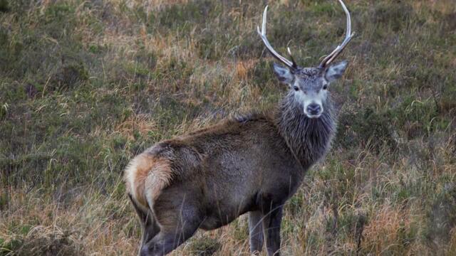 Maclean's Welcome (song for Charles III)