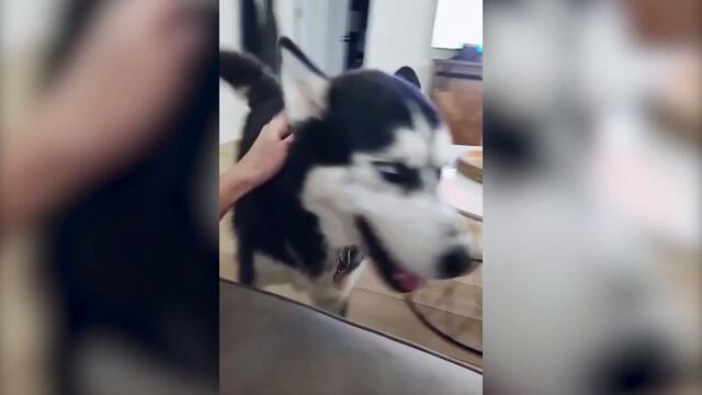 Funny Husky Moments | Husky Dog Tantrums and Zoomies