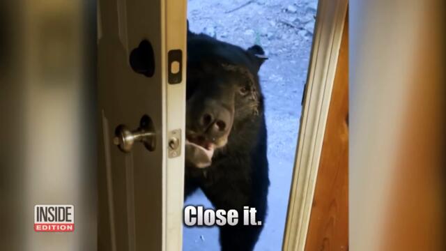 Black Bear Opens Homeowner’s Door