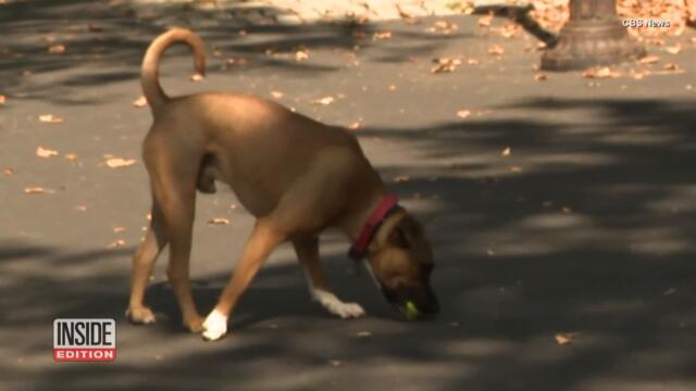 Study Suggests Physically Active Pets Emulate Their Owners