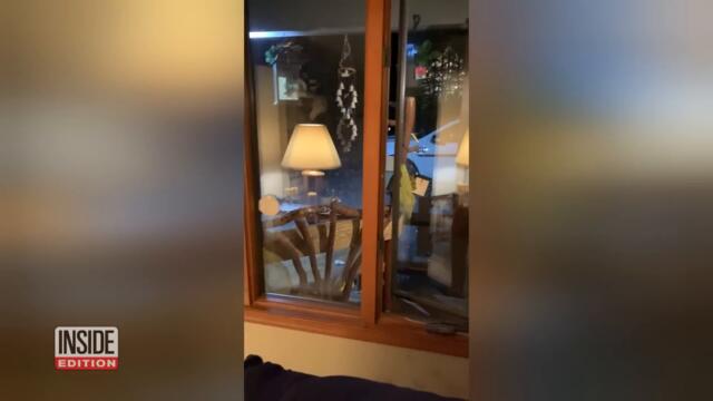 Bears Steal Food From Kitchen