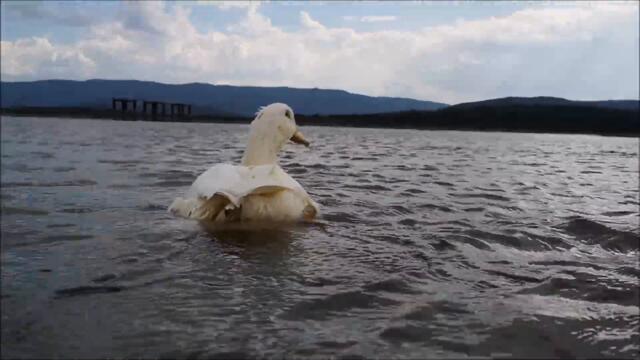 Duck is surfing the waves on a windy and cloudy Summer day