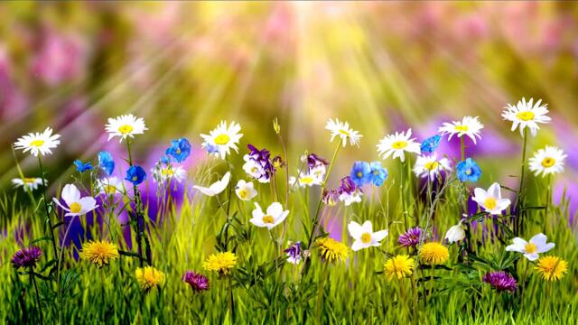 Слънчеви Цветя - Nature,♛~ Butterfly, Sun, Flowers 💓️ 🎵 ♛~╰⊱♡⊱╮¨¨˜"°º ¸.•´
