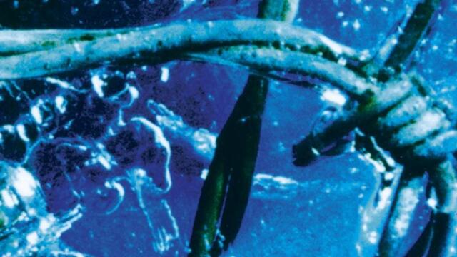 Never Freeze (Flower in Ice)