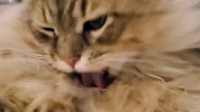 Too much fluffy | Nafantik 🐾