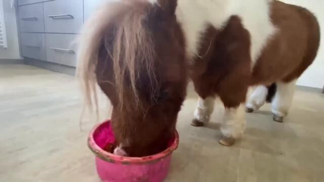 This May Be the Tiniest Pony in the World