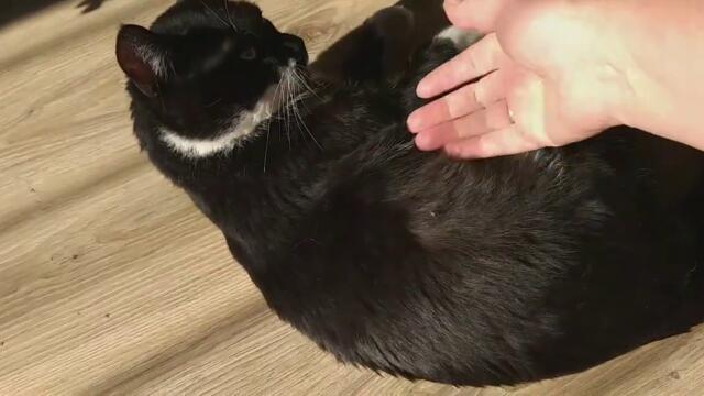 08.11.22 Полнолуние, закат над морем. Огородные дела, погода позволяет.