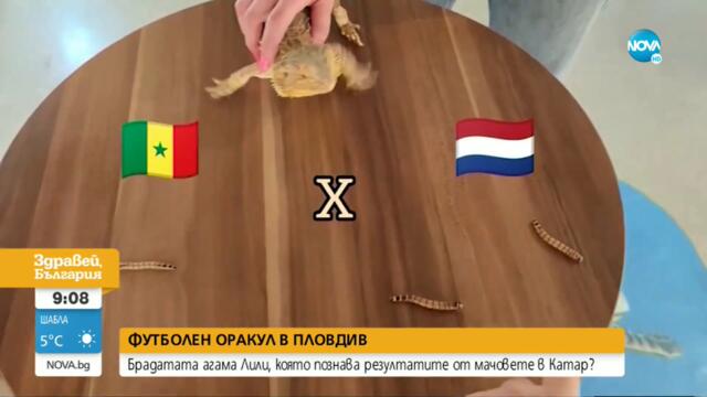Брадатата Лили – българският футболен оракул - Здравей, България (25.11.2022)