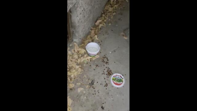 Котята и полнолуние 07 10 2022