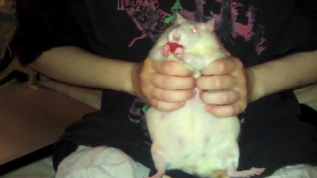 Fat Rat Eating A Watermelon