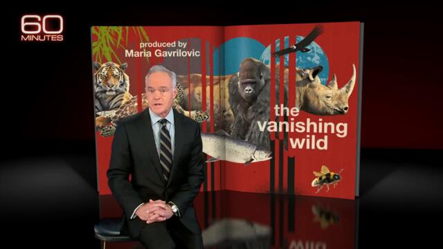 Earth currently experiencing a sixth mass extinction, according to scientists | 60 Minutes