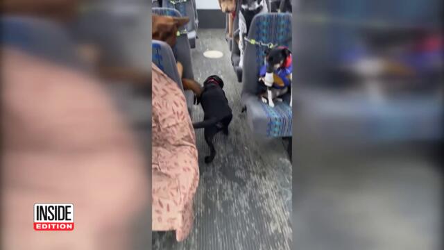 Alaskan ‘Puppy Bus’ Picks Up Dogs at Their Homes