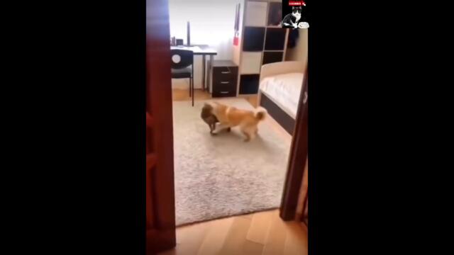 Don't Miss The Way This Cat Walks 💖 | Help Stray Cats Very Hungry