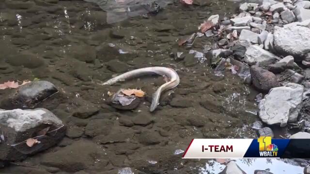 Group says vinegar plant is dumping pollutants into Jones Falls