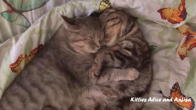 Ах, какая МИЛОТА!  Самое милое видео!