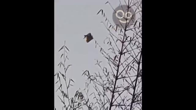 Jamás he Visto algo como esto! ⚡ 5 OVNIS Increíbles