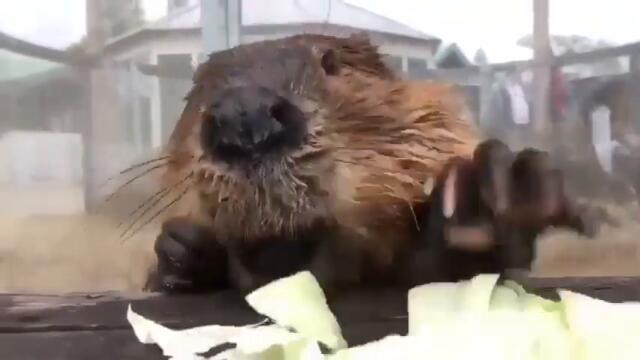 Studies show that watching a beaver eat cabbage lowers stress by 17%