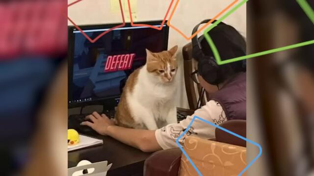 Люди в рабстве у котиков!