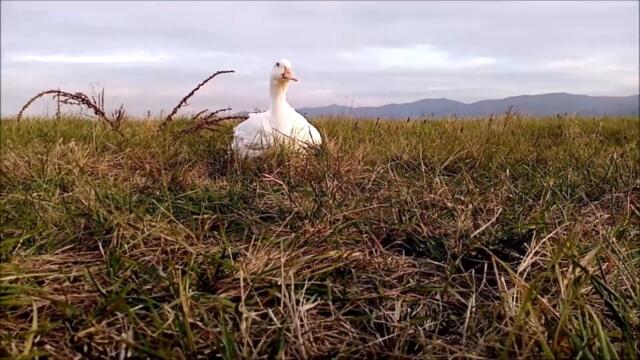 Duck is having a Grass Snack at the field, goes back home later!