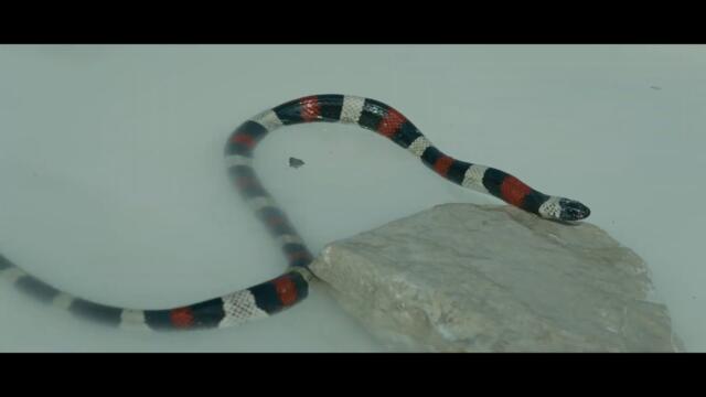 Gods Of Mexico - Official Trailer - Oscilloscope Laboratories HD